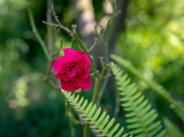 Closeup of small red rose in a garden in spring