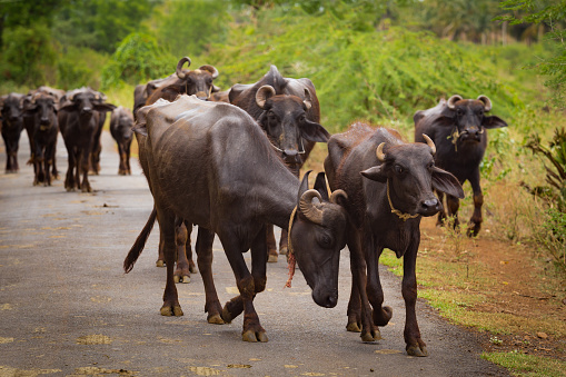 some water buffaloes are walking on a path in the south of India