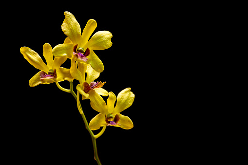 The vertical image of Yellow orchid on black background with copy space