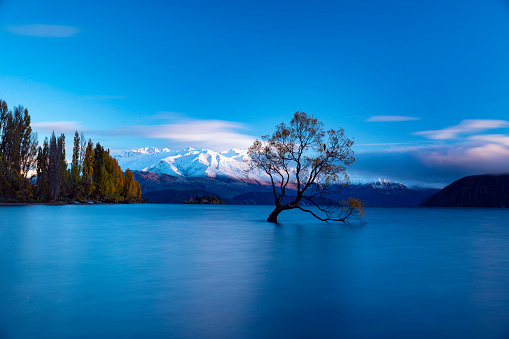 Wanaka tree surrounded by water at Lake Wanaka, New Zealand