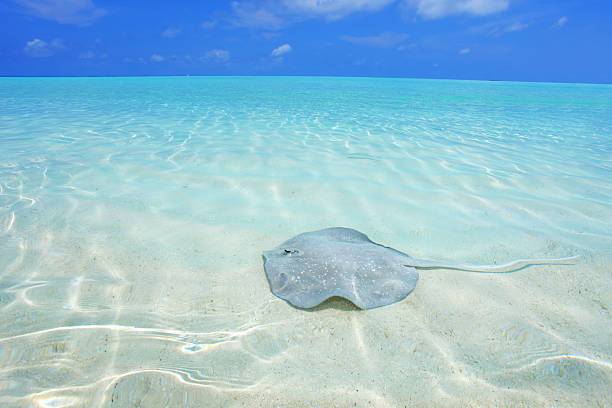 istock Shock fish in the sea. 97993597