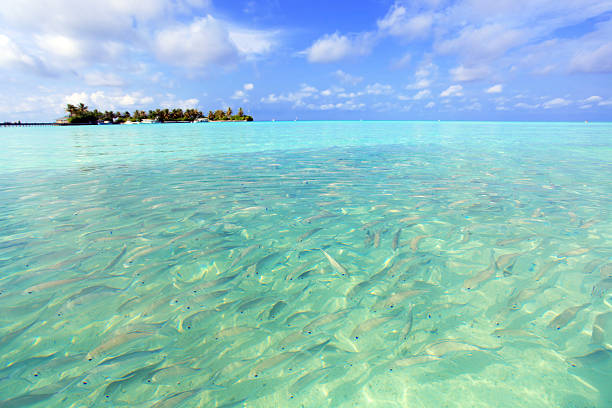 A young Asian boy walking on the beach in Maldives, white sand, green sea, blue sky