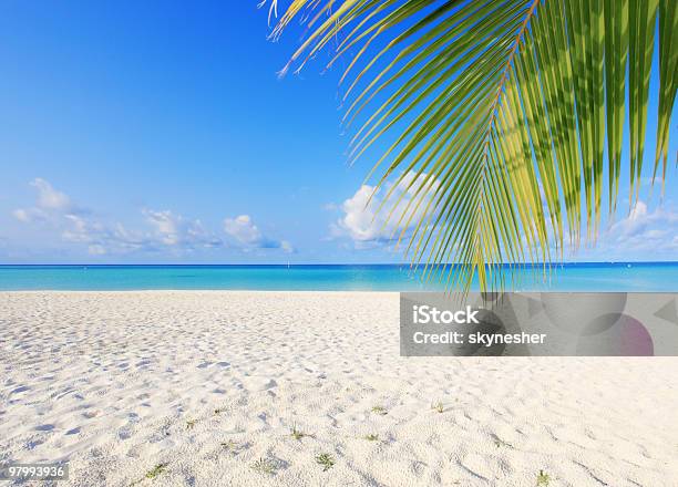 Egzotyczne Oddział Dłoń Na Maldivian Beach - zdjęcia stockowe i więcej obrazów Bez ludzi - Bez ludzi, Chmura, Egzotyka