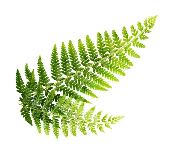 Fern leaf, Ornamental foliage, Fern isolated on white background, with clipping path