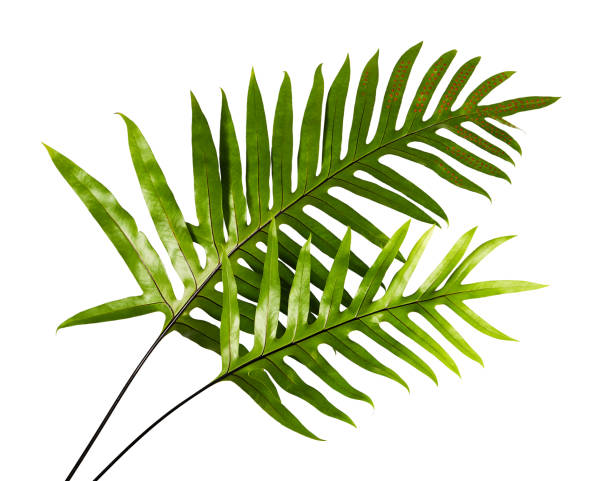 Wart fern leaf, Ornamental foliage, Fern isolated on white background, with clipping path Wart fern leaf, Ornamental foliage, Fern isolated on white background, with clipping path polypodiaceae stock pictures, royalty-free photos & images
