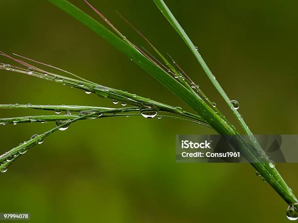 Water Drops Stock Photo - Download Image Now - Blade of Grass, Close-up, Color Image