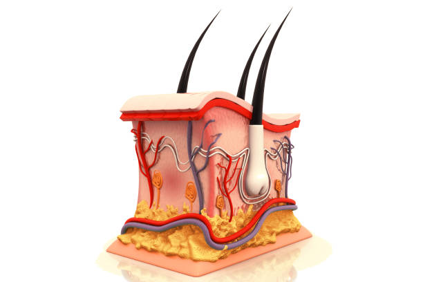istock Human skin anatomy 979945186