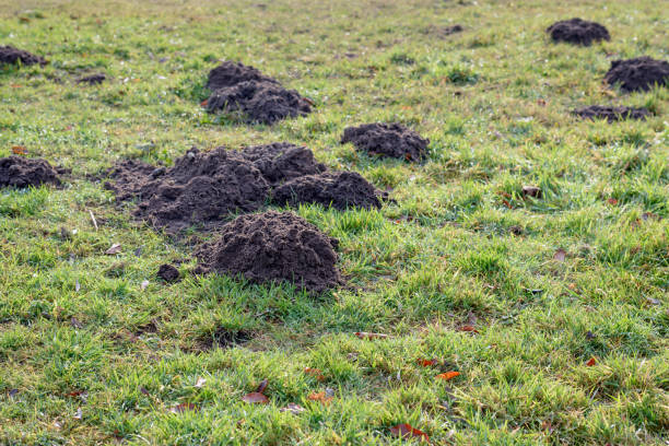 istock Fresh molehills in dewy grass from close 979945462