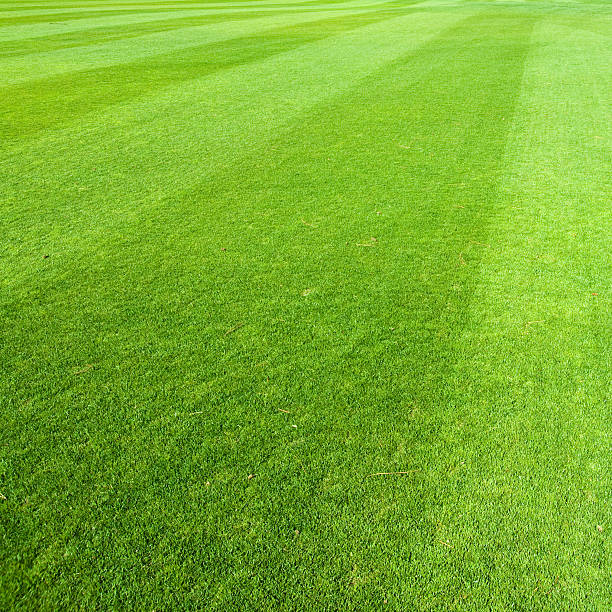 frisch geschnittene grüne gras mit diagonalen linien - cut grass stock-fotos und bilder