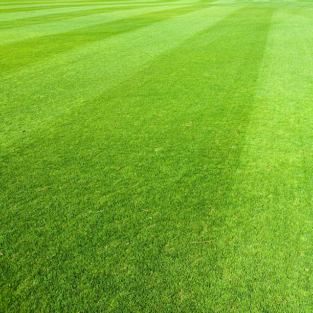 Freshly Cut Green Grass with Diagonal Lines stock photo