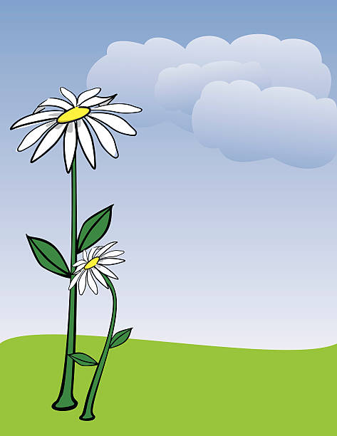Daisy Flower Note paper vector art illustration