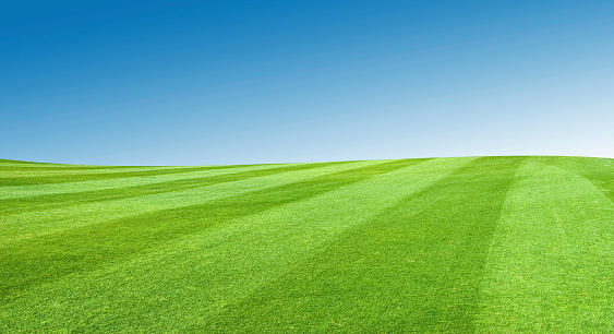 A beautiful field with a blue sky above.