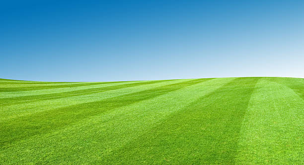 Field With Blue Sky stock photo