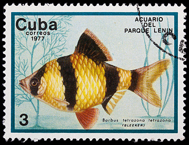 istock Barbus tetrazona fish on old cuban stamp 97994925