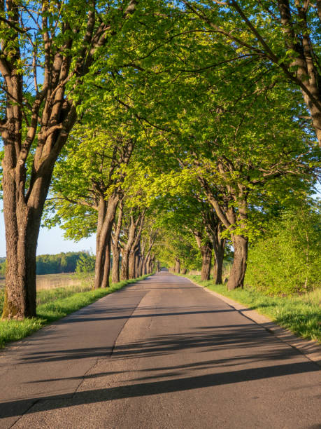 istock Country road perspective with trees 979949510