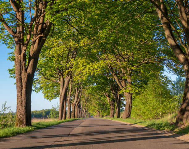 istock Country road perspective with trees 979949626