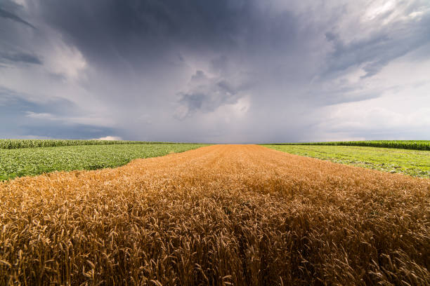 istock Golden wheat field at stormy day 979950886