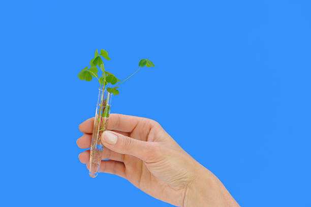 istock Hand holding tube with fresh  sorel (oxalis) - isolated 97995103