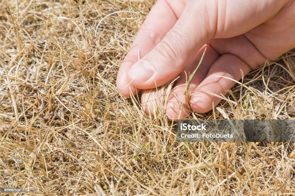 Man's hand showing the dried grass without rain for a long time. Closeup. Hot summer season with high temperature. Low humidity level. Environmental problem. Global warming. Yard - Grounds Stock Photo