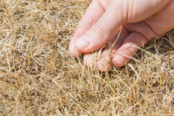 Man's hand showing the dried grass without rain for a long time. Closeup. Hot summer season with high temperature. Low humidity level. Environmental problem. Global warming. stock photo