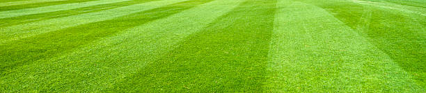 green gras - soccer field soccer grass green stock-fotos und bilder