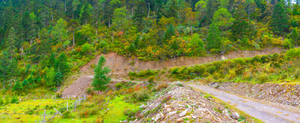 istock The curved road in the forest 979960410