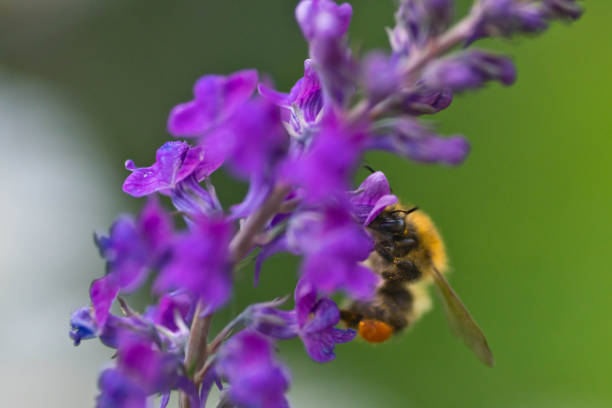 istock Honey bee on a blue flower spike 979961164