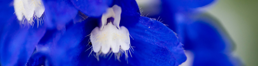 Extreme close up of Delphinium flower spike with pollen on the petals and cropped for a web banner.