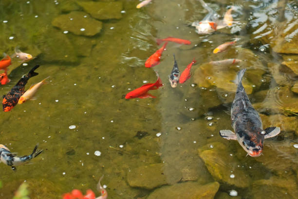 istock colored fish in the aquarium 979961860