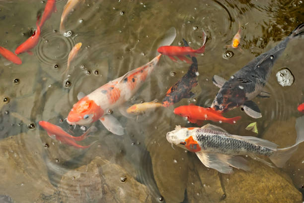 istock colored fish in the aquarium 979962022