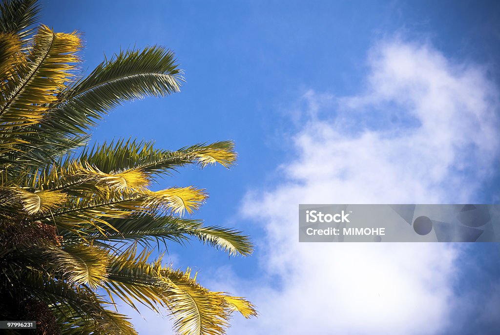 palm palm trees and blue sky with white clouds At The Bottom Of Stock Photo
