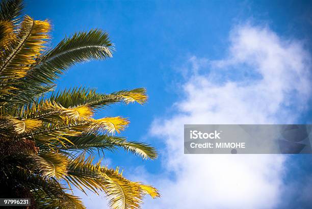 Palm Stock Photo - Download Image Now - At The Bottom Of, Blue, Branch - Plant Part