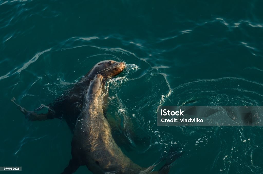 Young Sea lions play with each other Sea lions in the wild Sea Stock Photo