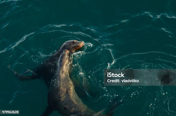 Young Sea Lions Play With Each Other Stock Photo - Download Image Now - Sea, Animal, Animal Wildlife