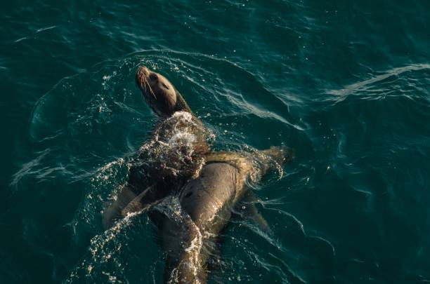 istock Young Sea lions play with each other 979962636