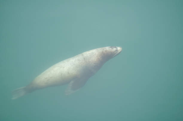istock Sea lions in the wild 979962662