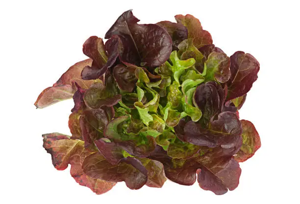 Oakleaf lettuce salad closeup isolated on white