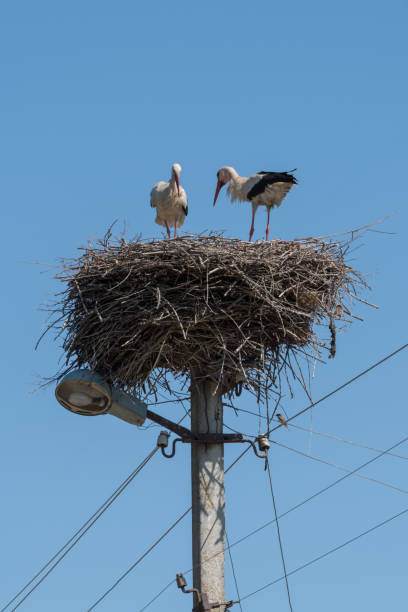 istock White Storks in the nest on electric pole 979963574
