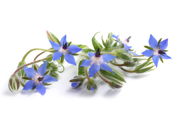 borraja (borago officinalis) - borage fotografías e imágenes de stock