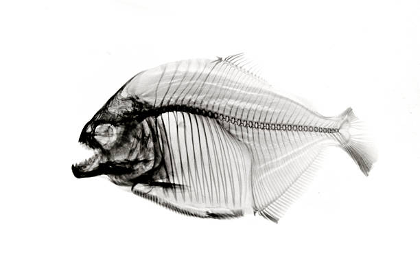 piranha x-ray sur blanc - piranha photos et images de collection