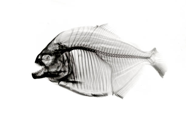 piranha radiografie su bianco - piranha foto e immagini stock