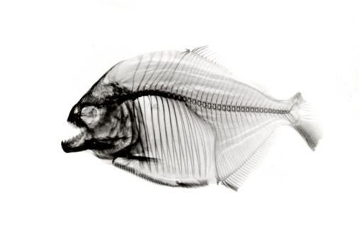 Piranha  x-ray on white