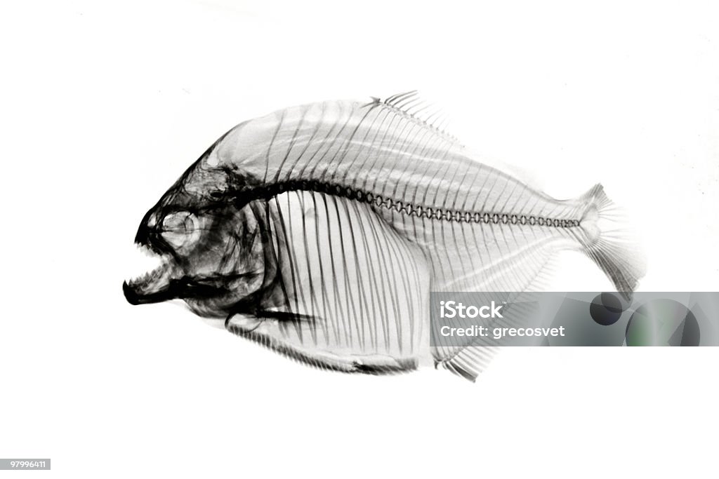 Piranha  x-ray on white Inverted x-ray skeleton on white. Piranha Stock Photo