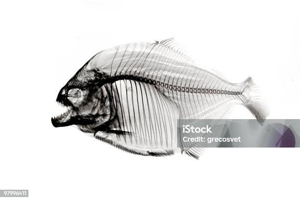 Piranha Xray On White Stock Photo - Download Image Now - Piranha, X-ray Image, Fish