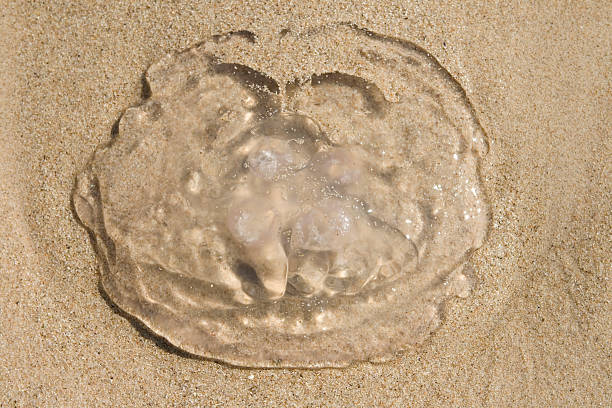 istock Jellyfish on the sand. 97996541