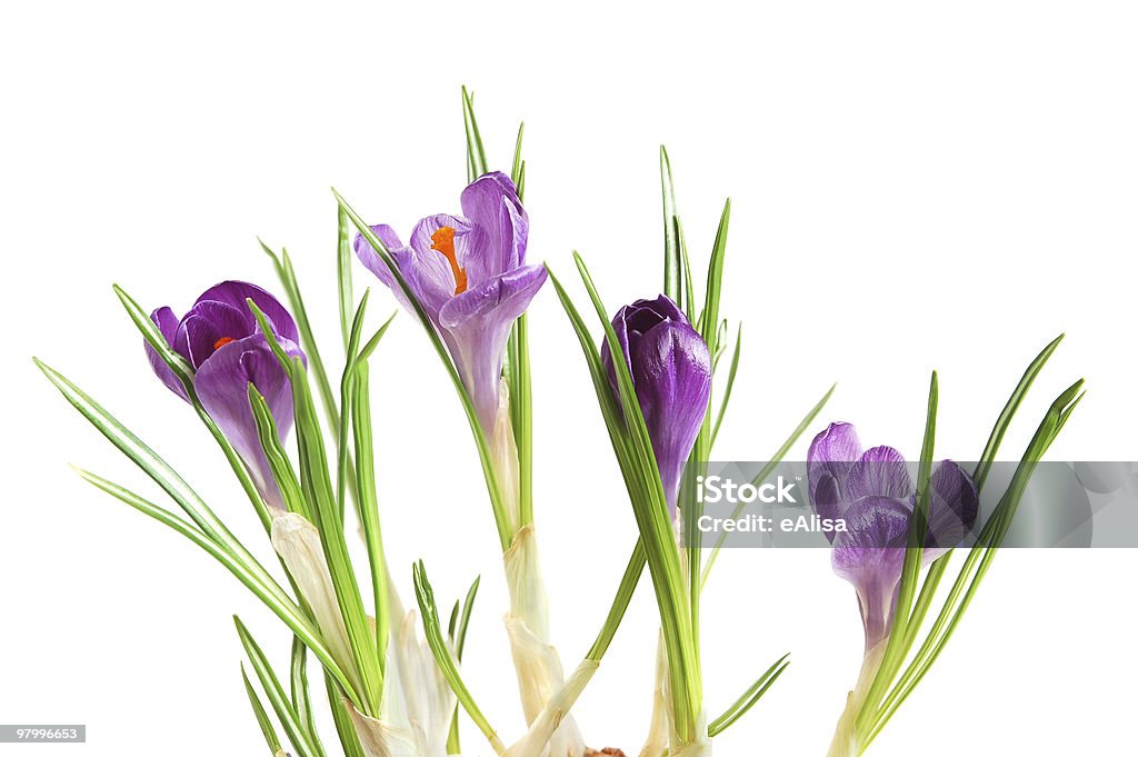Violet crocuses - Royalty-free Blad Stockfoto