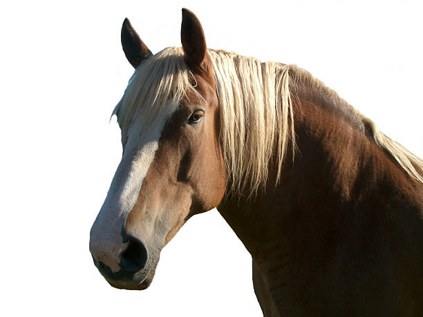 istock Palamino horse 97996930