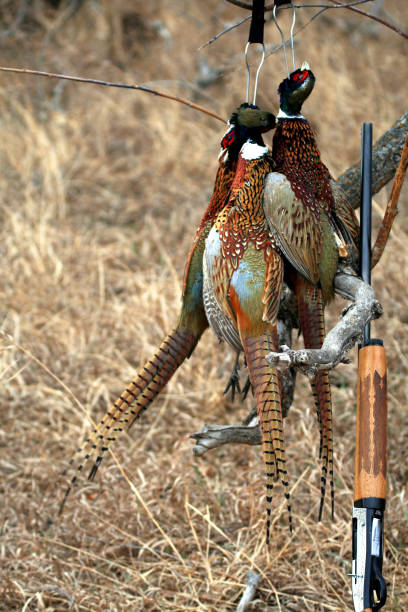 male pheasant (Phasianus colchicus)