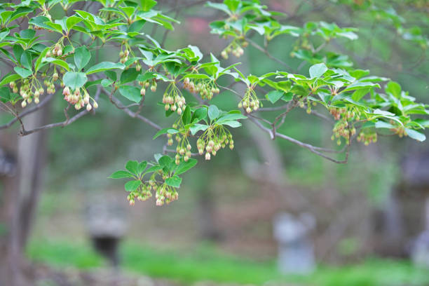 istock Enkianthus campanulatus 979976570
