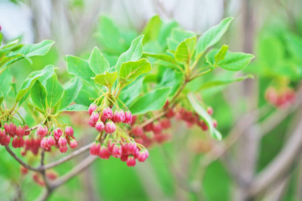 Enkianthus campanulatus